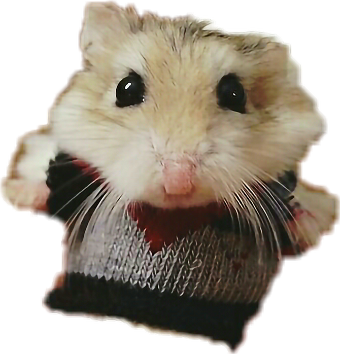 Thumb Image - Stuart Little Real Life, HD Png Download PNG with transparent background