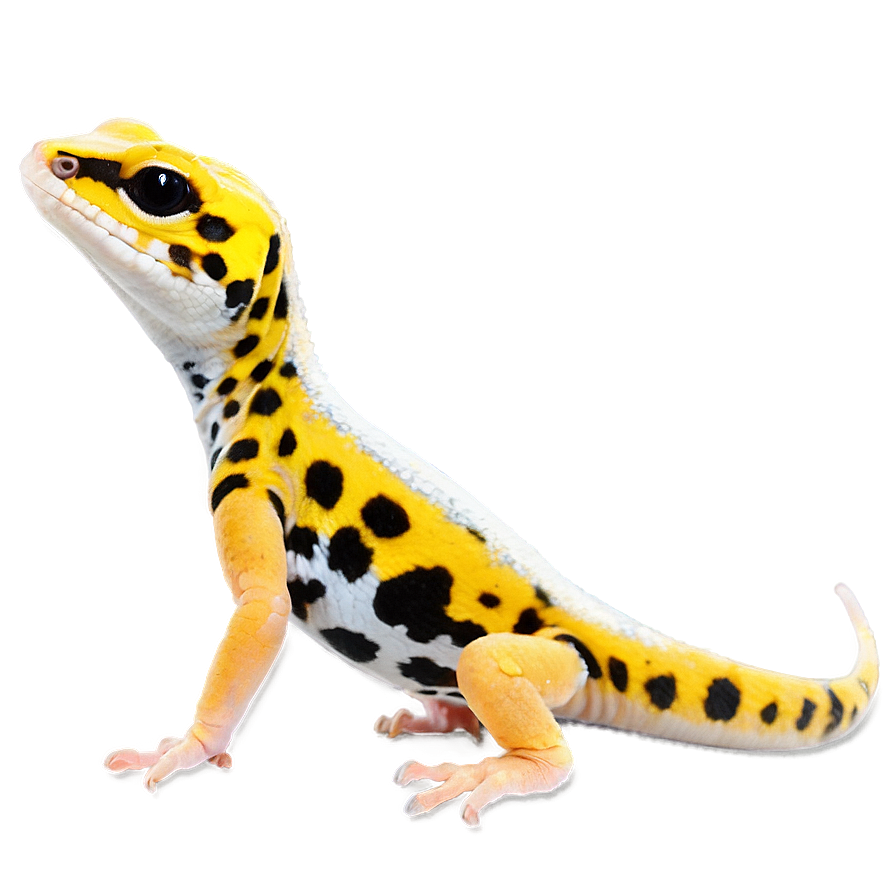 Cute Leopard Gecko Png 06202024