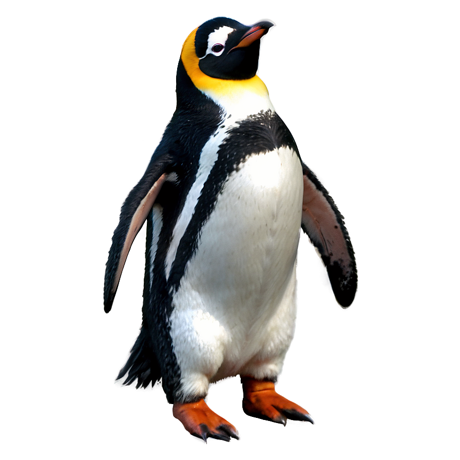 Cute Penguin Png 05062024