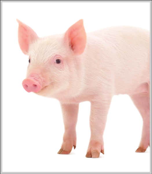 Cute Piglet Standing White Background PNG with transparent background