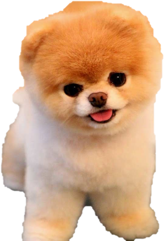 Boo Png Photo - Dog Pngs Niche Meme, Transparent Png PNG with transparent background