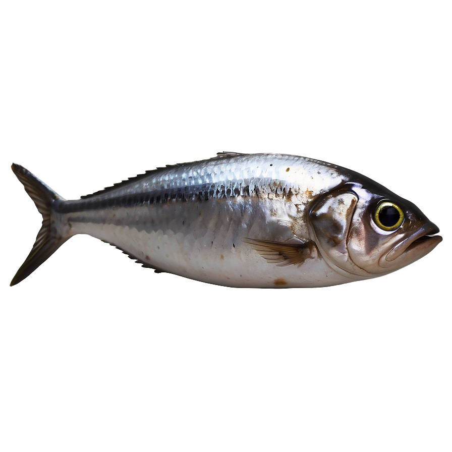 Cute Sardine Png Tjt