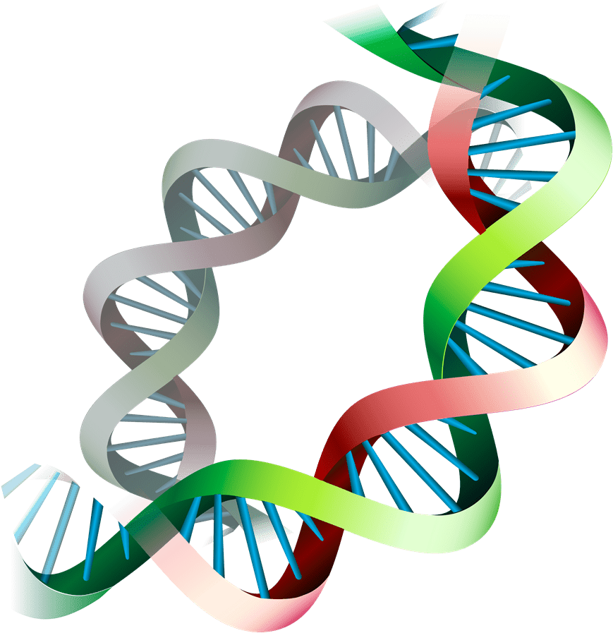 D N A Double Helix Structure