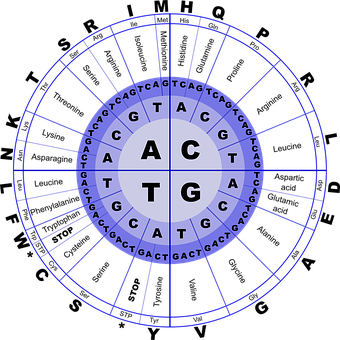 D N A_ Nucleotide_ Base_ Pair_ Wheel PNG image with a transparent background, free high-resolution download