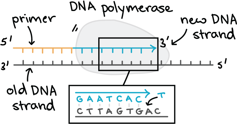 D N A Polymerase Activity Illustration PNG with transparent background