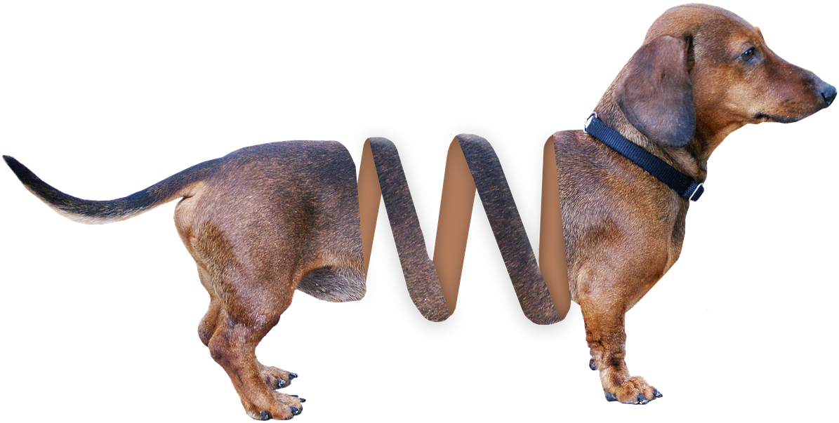 Dachshund Stretched Body Artwork