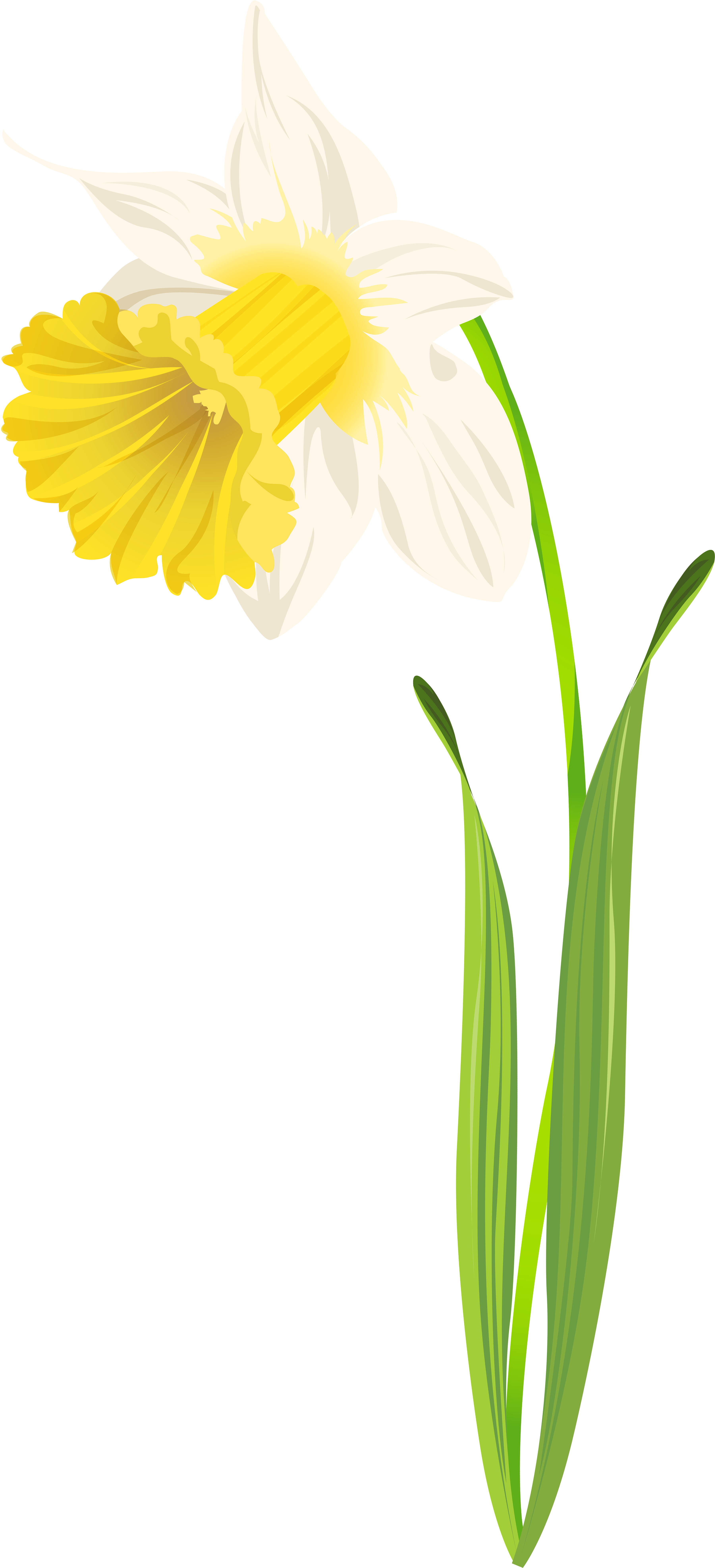 Daffodil Flower Illustration