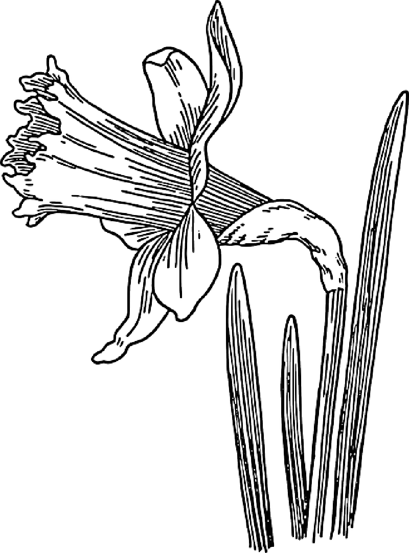 Black, Outline, Drawing, Sketch, Plants, Flower, White - Daffodils Clipart Black And White, HD Png Download PNG with transparent background