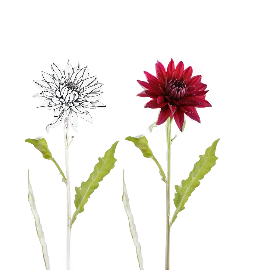 Dahlia Cutting Propagation Png 06112024