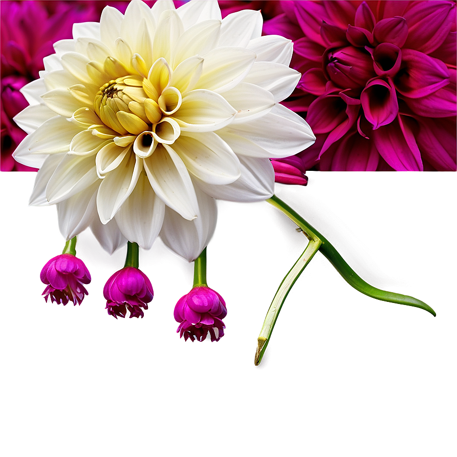 Dahlia Floral Border Png Kum