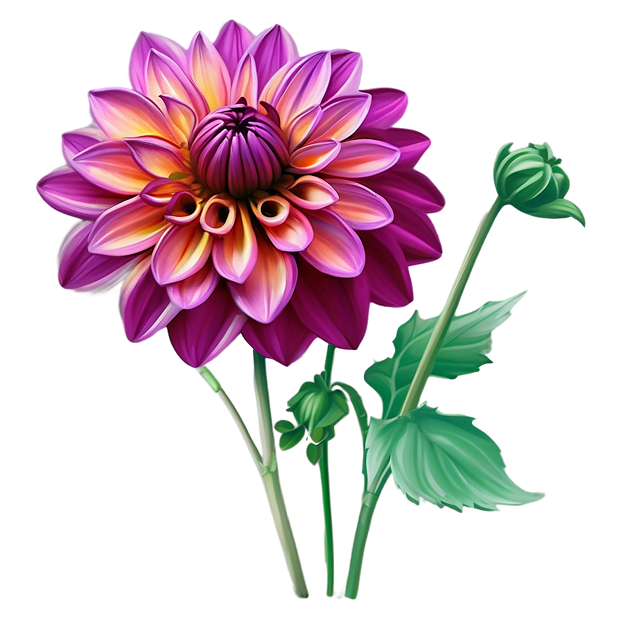 Dahlia Flower Illustration Png Qst