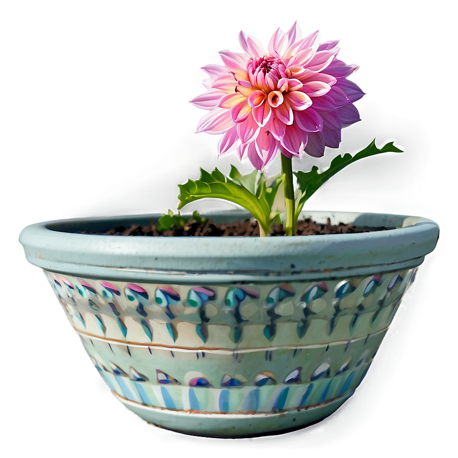 Dahlia Plant In Pot Png 06112024