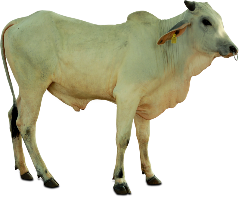 Dairy Cow Standing Profile