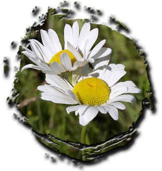 Daisies Through Torn Edge PNG with transparent background