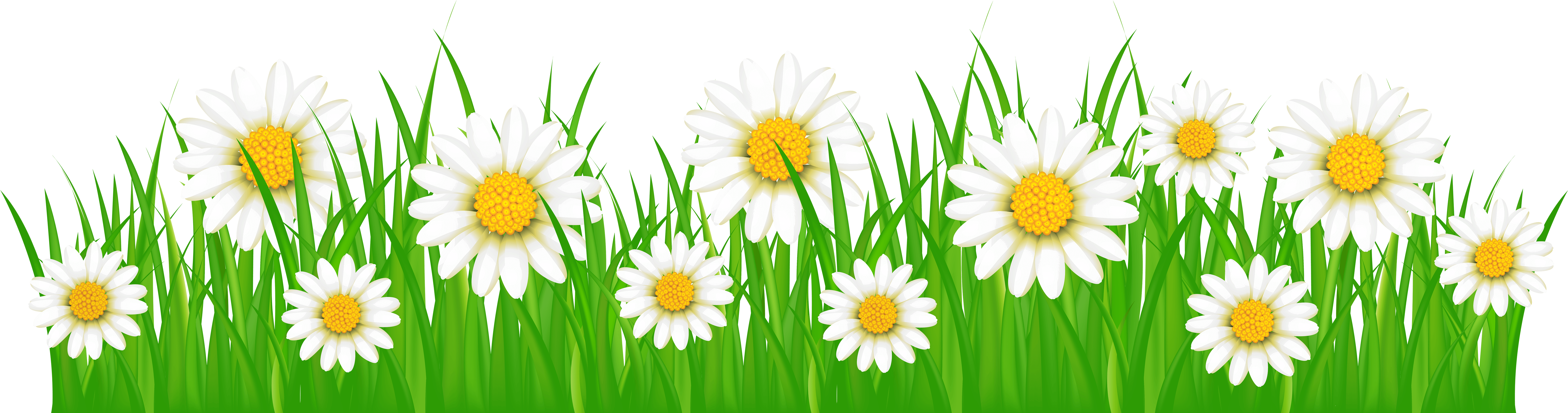 Daisiesin Grass Vector