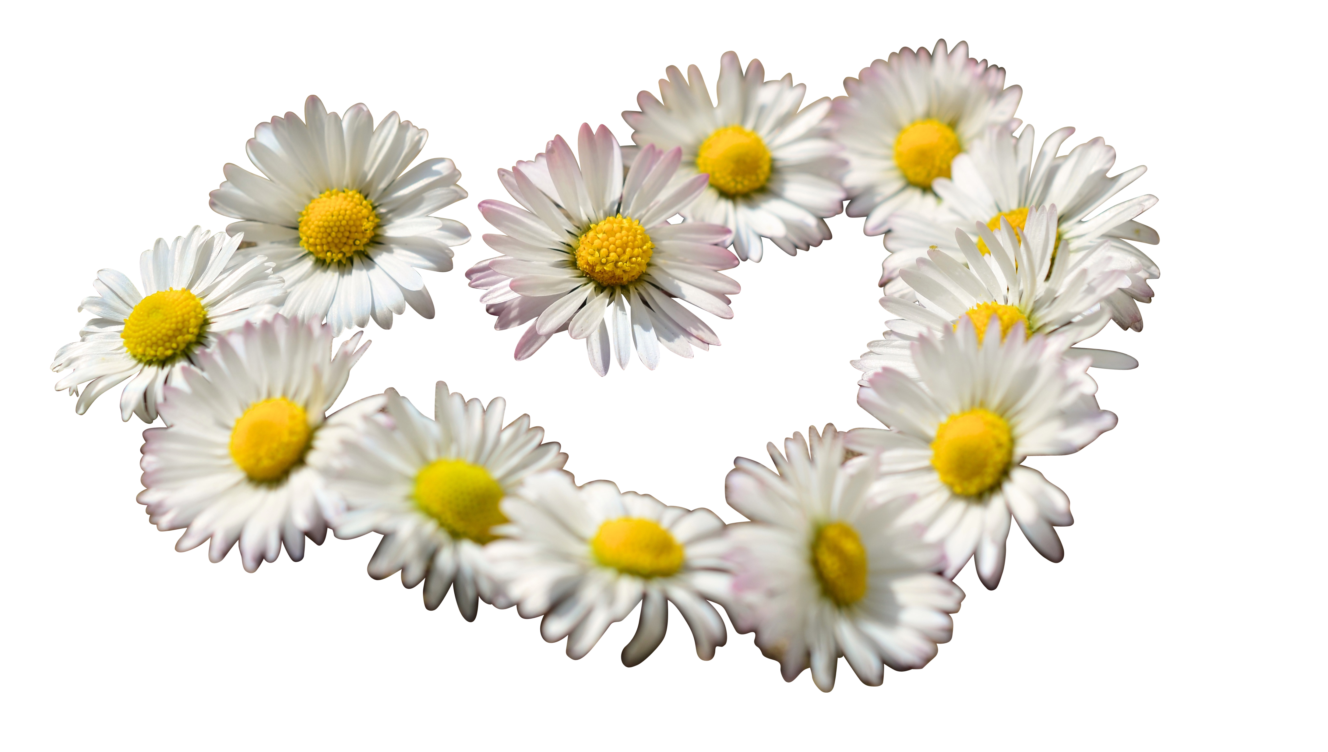 Daisy Chain Heart Formation PNG with transparent background