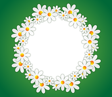 Daisy Circle Green Background PNG with transparent background