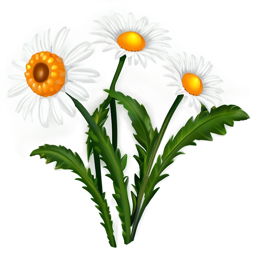 Daisy Clipart PNG 05252024 PNG image with a transparent background, free high-resolution download