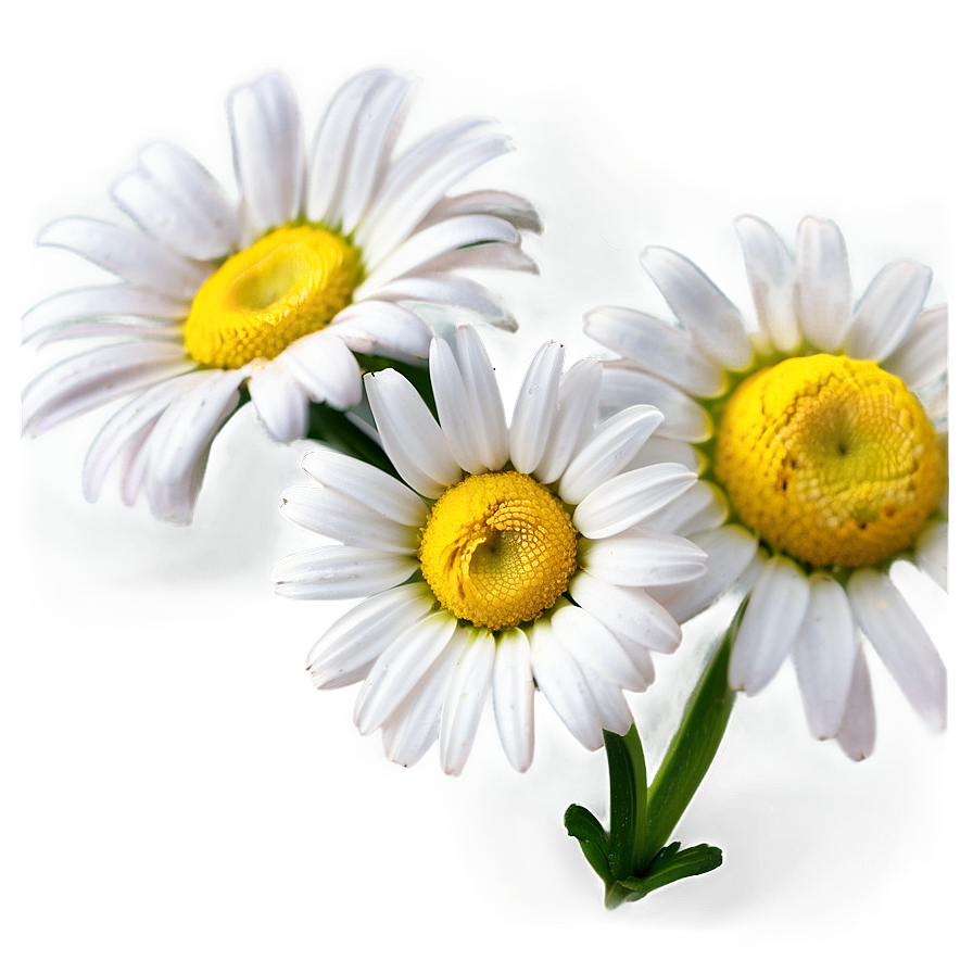 Daisy Clipart PNG 84 PNG image with a transparent background, free high-resolution download