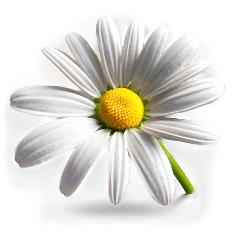 Daisy Clipart PNG mpj PNG image with a transparent background, free high-resolution download