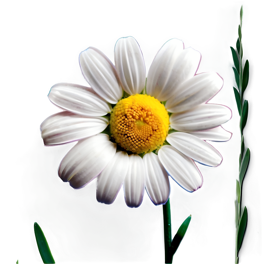 Daisy Decoration Png 05212024