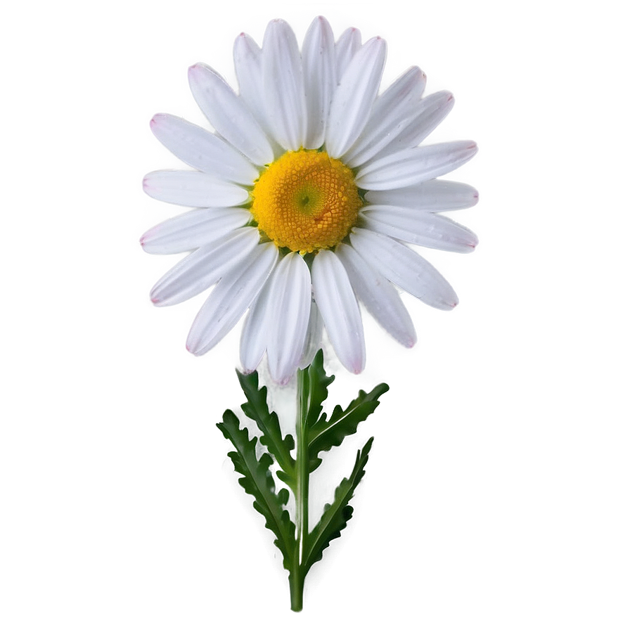 Daisy Design Png Kxf