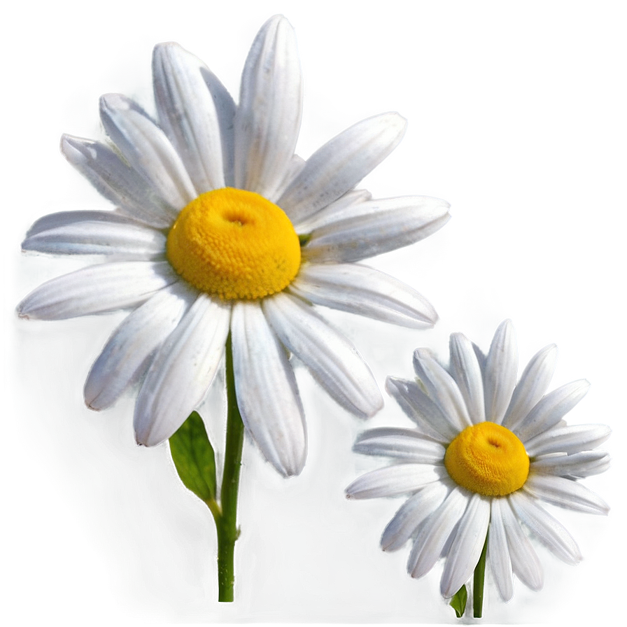 Daisy Design Png Sdu86