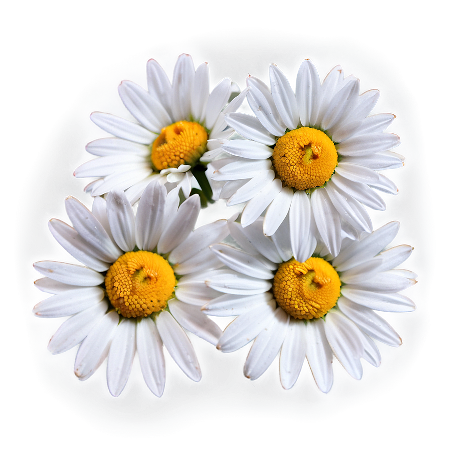 Daisy Fabric Png 49