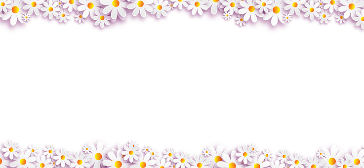 Daisy Flower Border Design PNG with transparent background