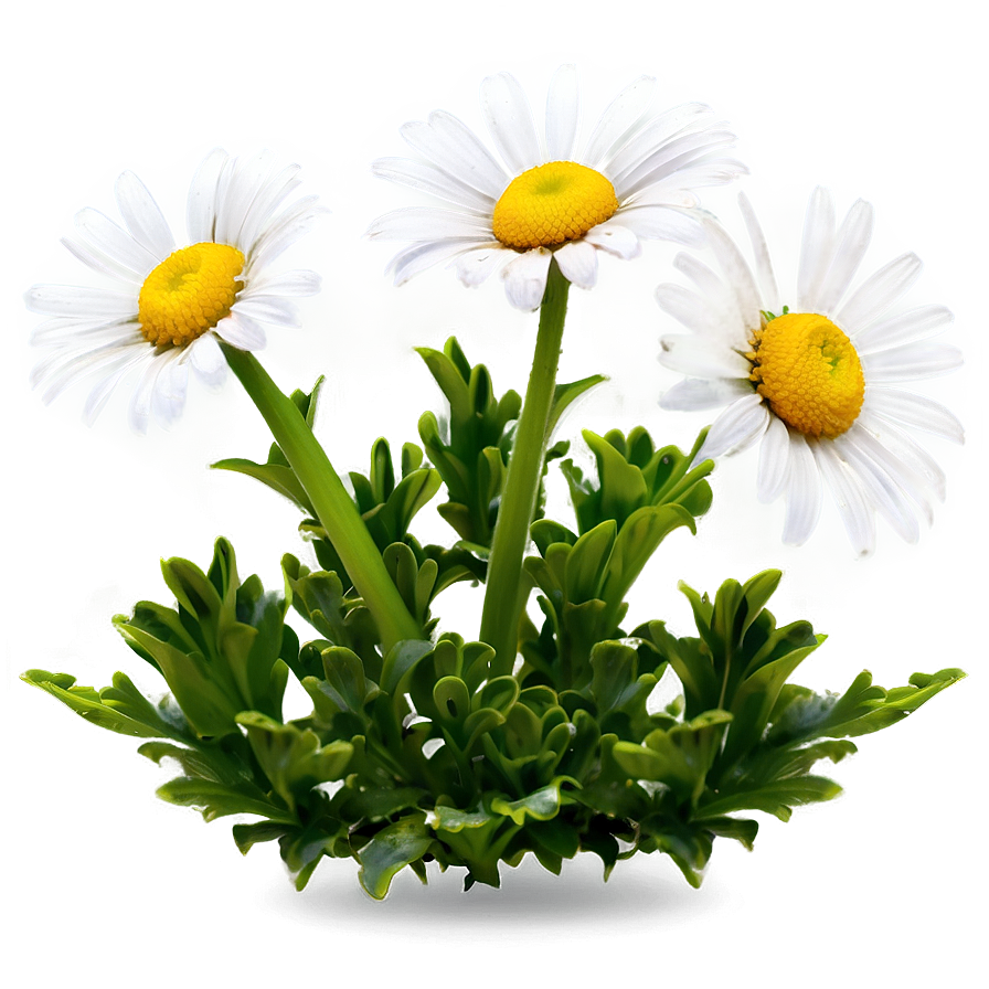 Daisy Flower Bush Png 06122024