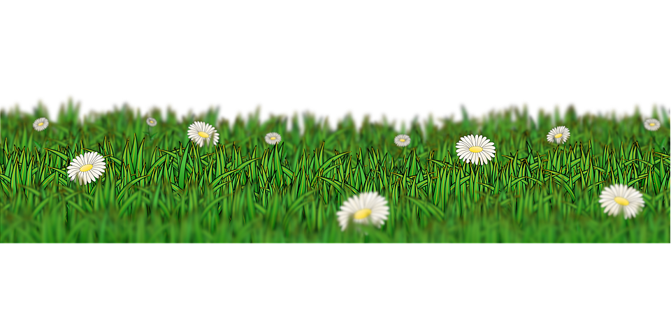 Daisy Meadow Panorama