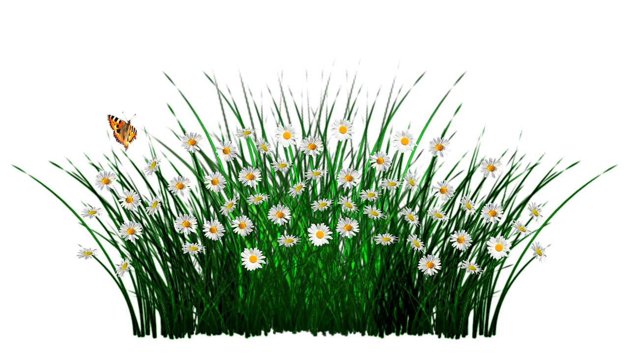 Field Meadow PNG Pic PNG with transparent background