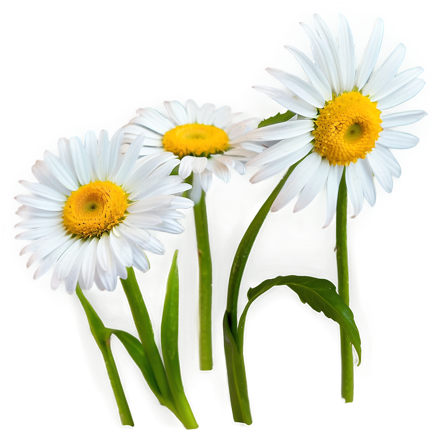 Daisy Outline Png Ufl