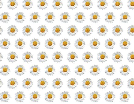 Daisy Pattern Black Background PNG with transparent background