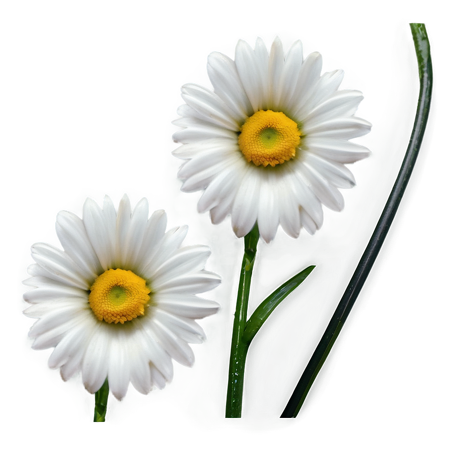 Daisy Pattern Png 17