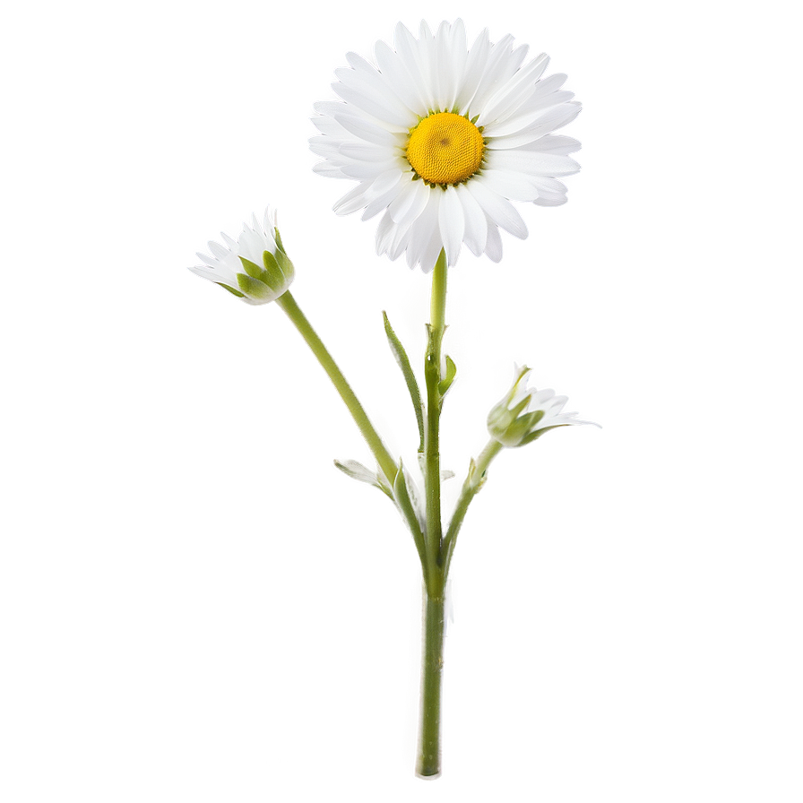 Daisy Stem Png 06132024