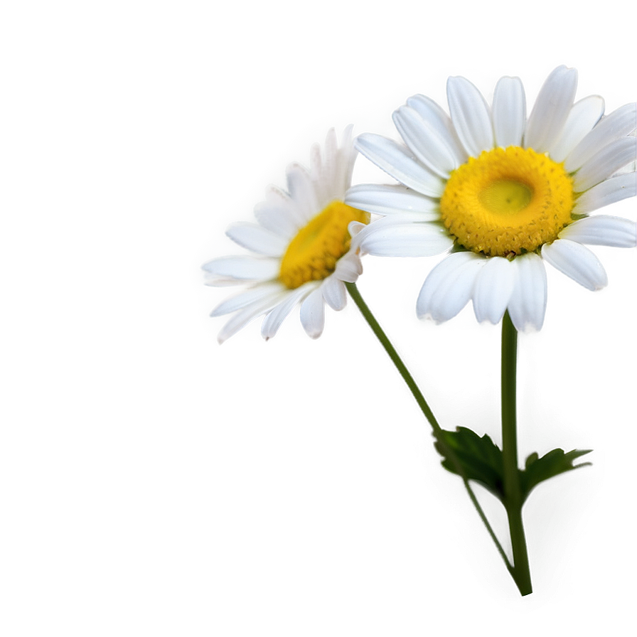 Daisy Wallpaper Png Egl27