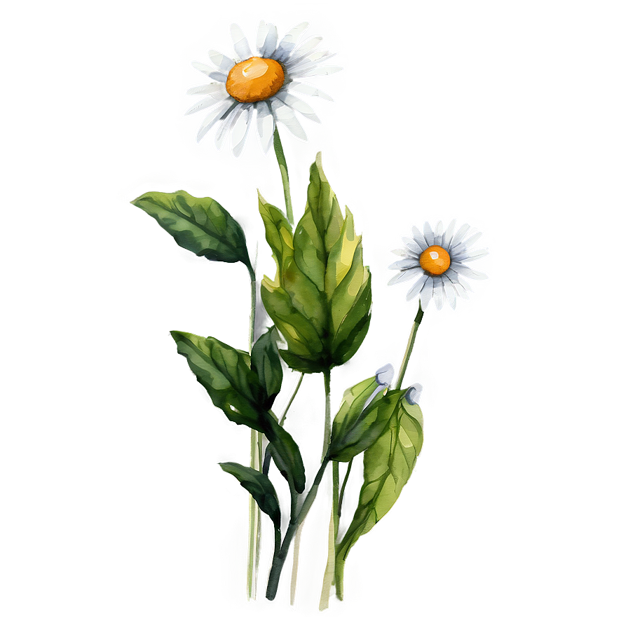 Daisy Watercolor Png 05212024