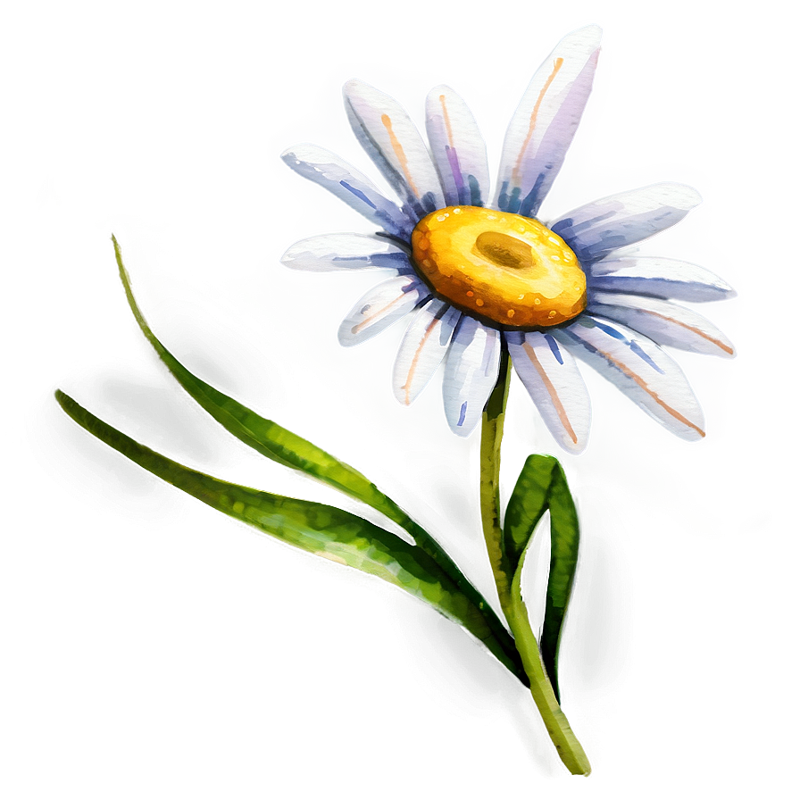 Daisy Watercolor Png 56