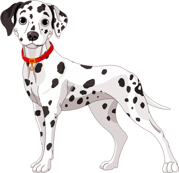 Dalmatian Dog Illustration