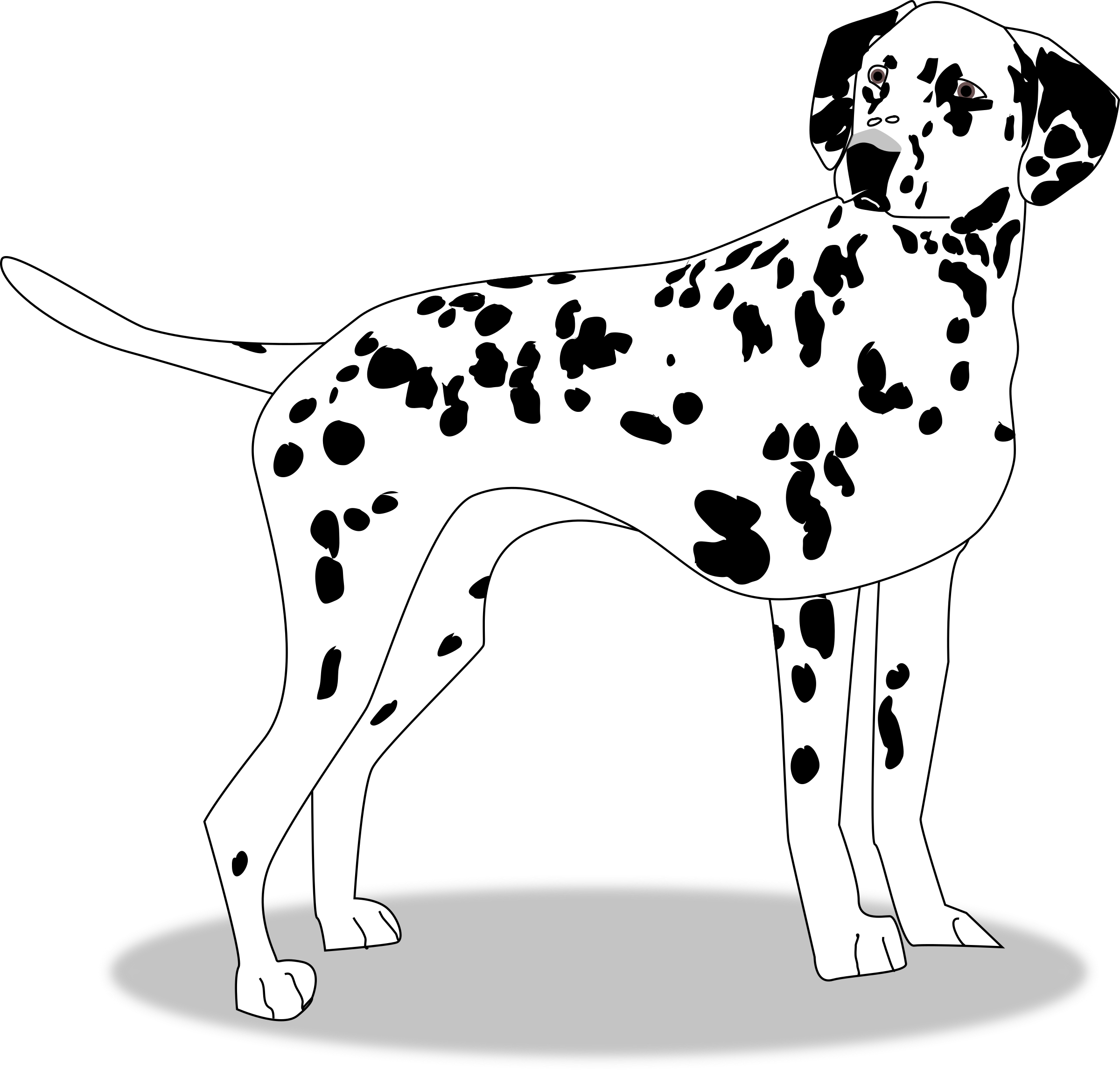 Dalmatian Dog Illustration