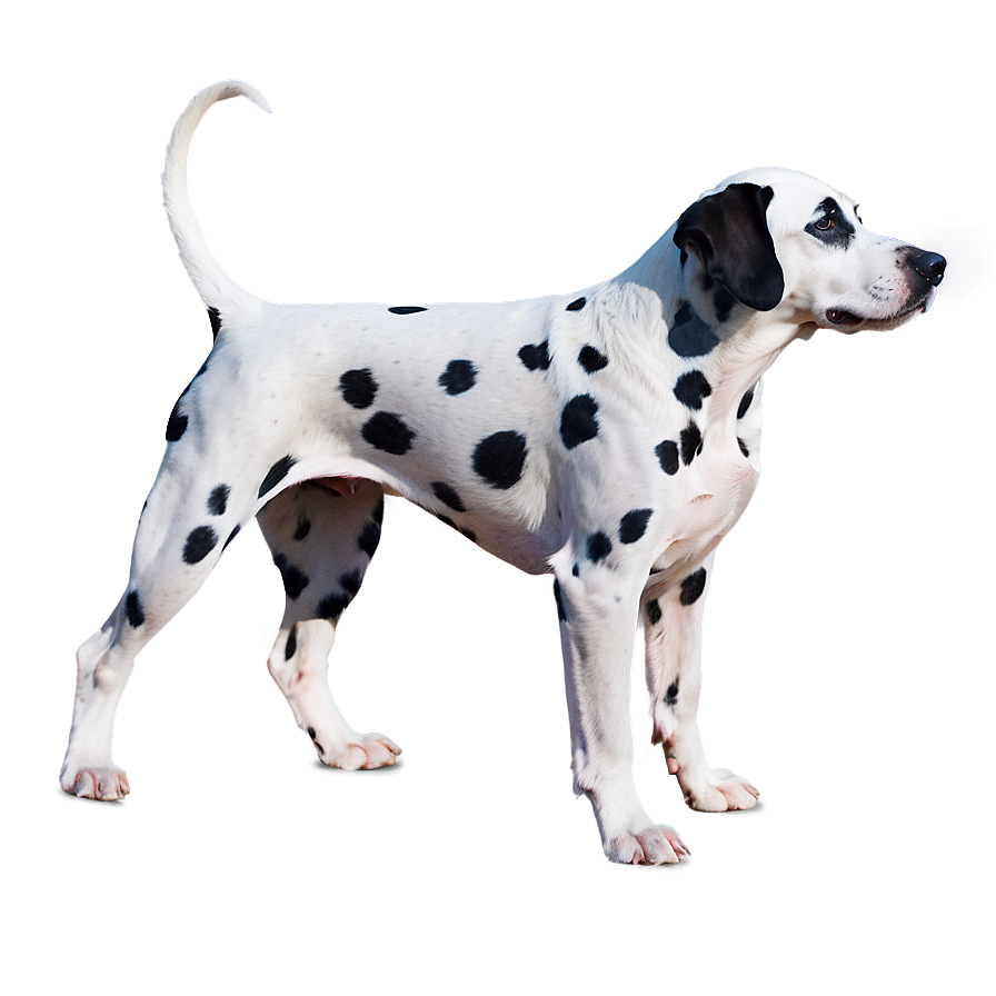 Dalmatian Dog Silhouette Png Bhb46