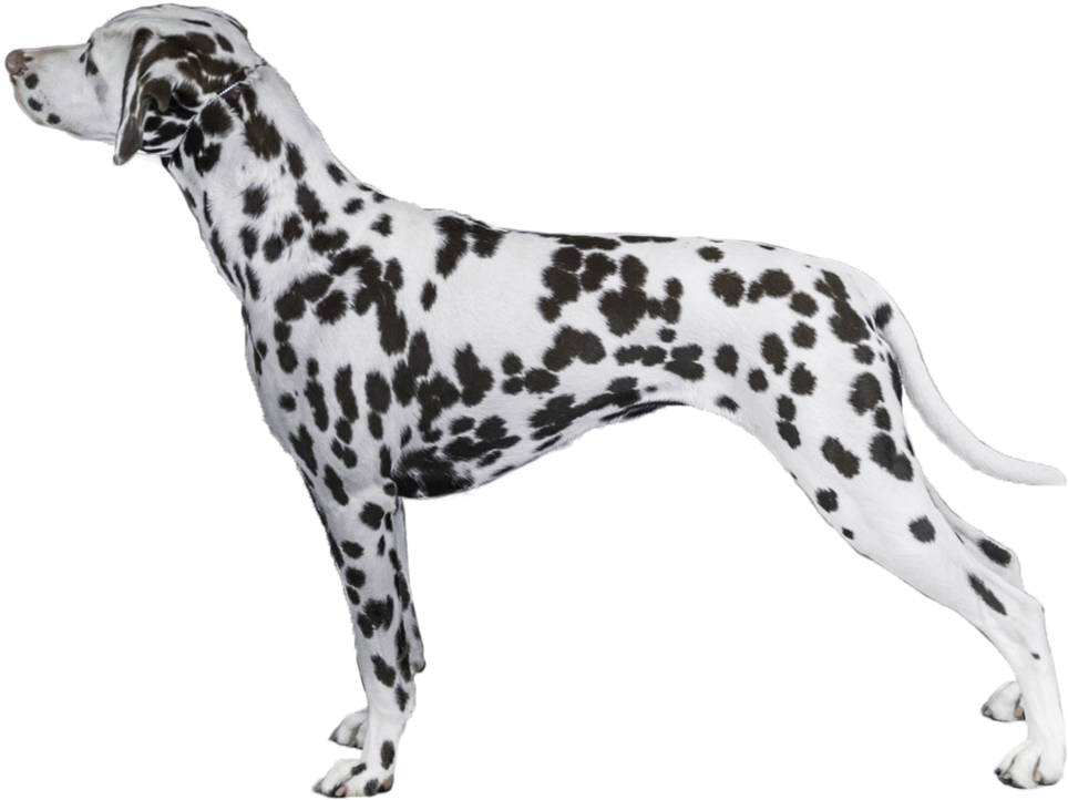 Dalmatian Dog Standing Profile