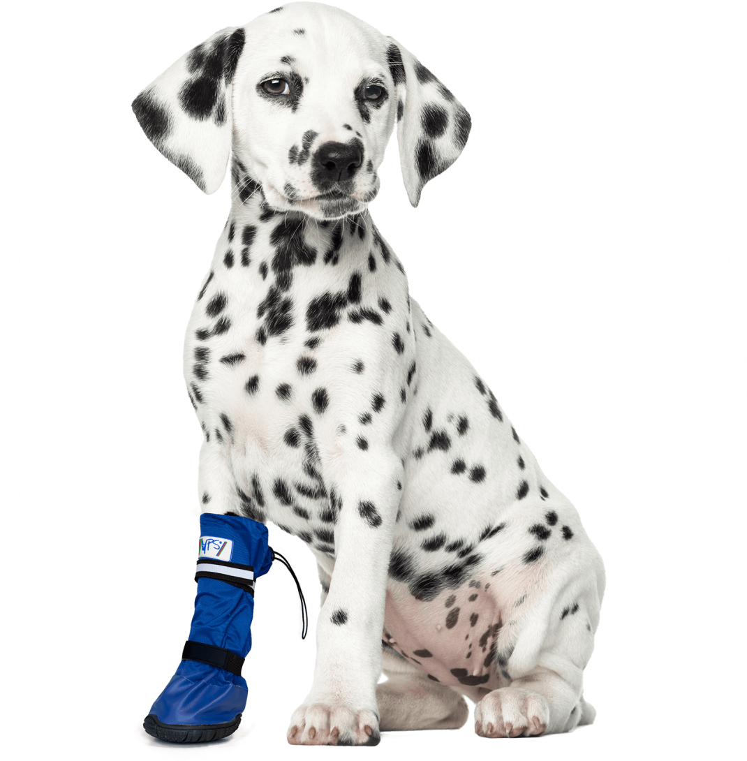 Dalmatian Puppy With Blue Boot