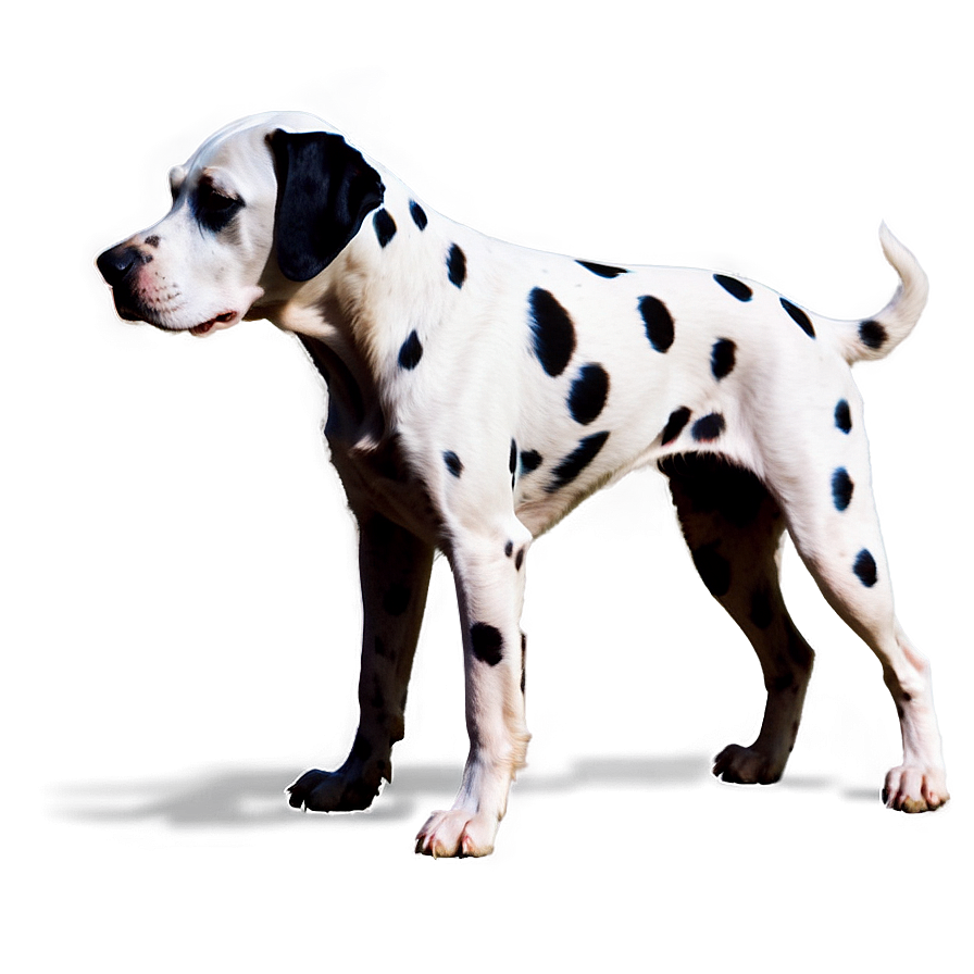 Dalmatian Spots Silhouette Png 9