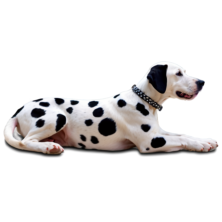 Dalmatian With Collar Png Qbr61