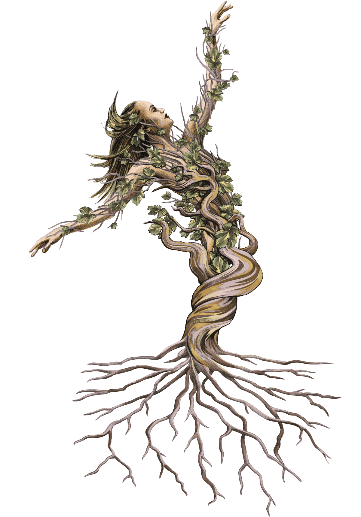 Vine Woman Illustration - Scarlet Vine Cabernet Sauvignon, HD Png Download PNG with transparent background