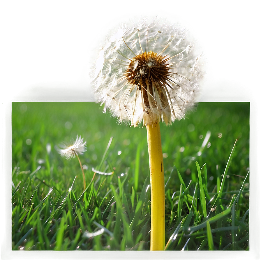 Dandelion Field Png Tnq81