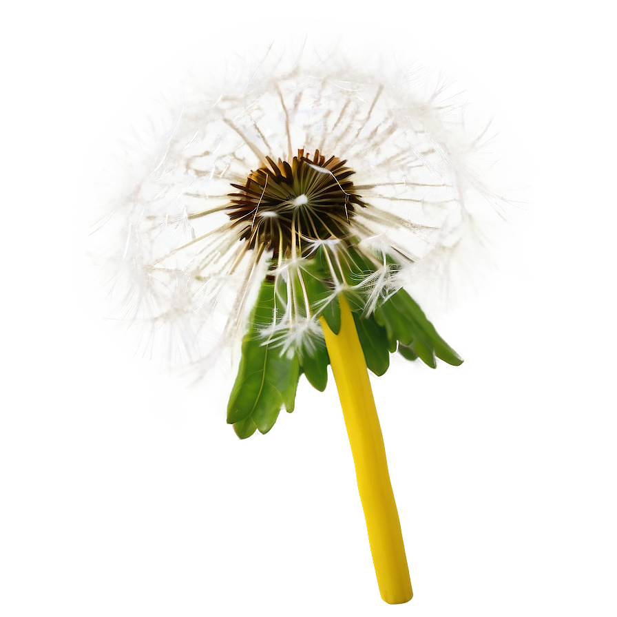 Dandelion Head Closeup Png 05242024