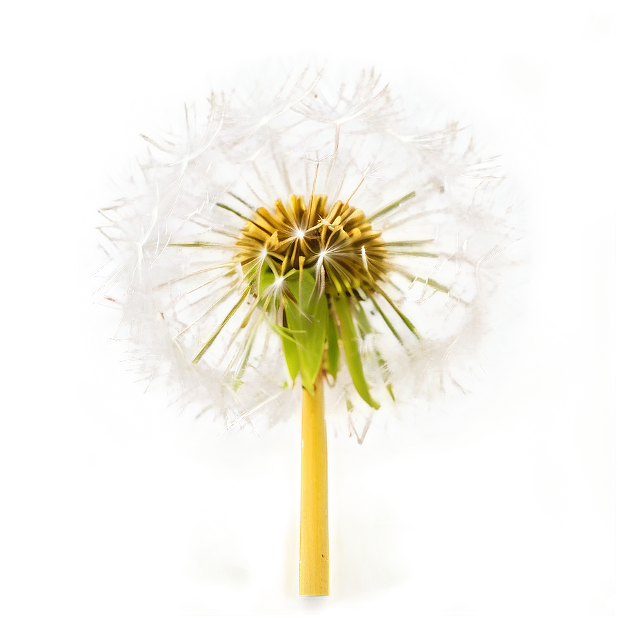 Dandelion Head Closeup Png Fvf13